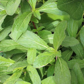 Kugelamaranth Purple (Samen)
