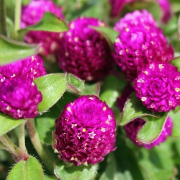Kugelamaranth Purple (Samen)