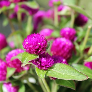 Kugelamaranth Purple (Samen)