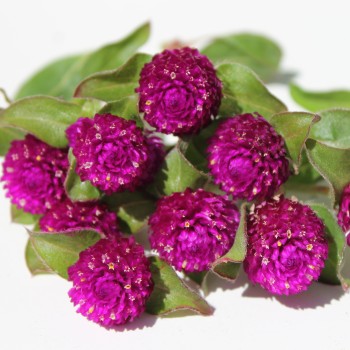 Kugelamaranth Purple (Samen)