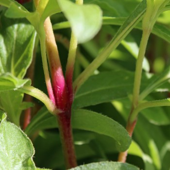 Kugelamaranth Purple (Samen)