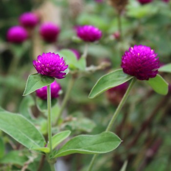 Kugelamaranth Purple (Samen)