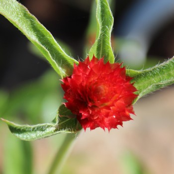 Kugelamaranth Strawberry Fields (Samen)
