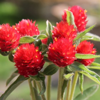 Kugelamaranth Strawberry Fields (Samen)