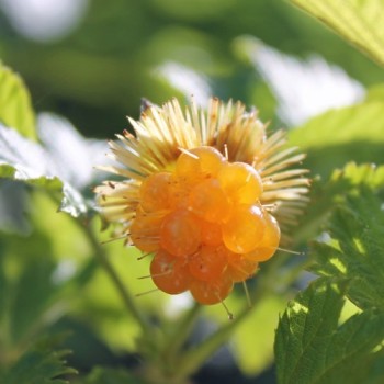 Lachsbeere orange (Pflanze)