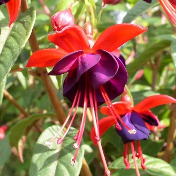 Fuchsie Lady Boothby