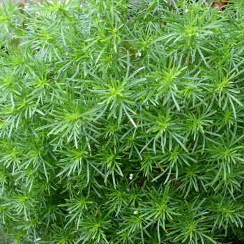Lakritztagetes (Samen)