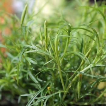 Lakritztagetes (Samen)