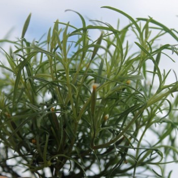 Lakritztagetes (Samen)