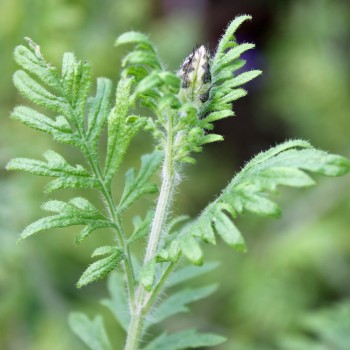 Oreganolavendel (Samen)