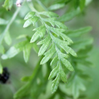 Oreganolavendel (Samen)