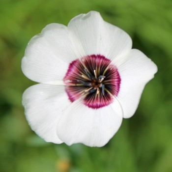 Lein Bright Eyes (Samen)