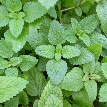 Lemonmelisse (Samen)