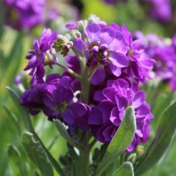 Levkoje Dwarf Dark blue (Samen)