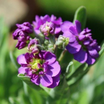 Levkoje Dwarf Dark blue (Samen)