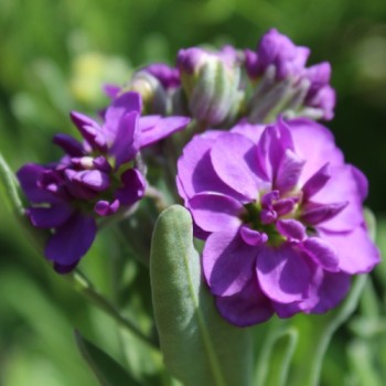 Levkoje Dwarf Dark blue (Samen)