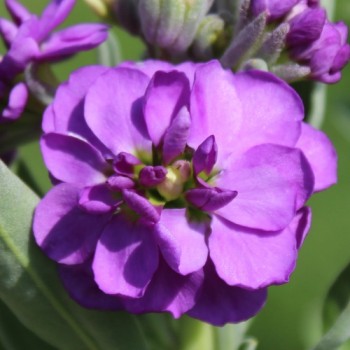 Levkoje Dwarf Dark blue (Samen)