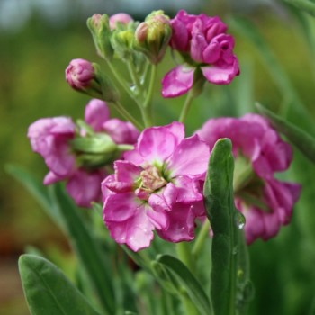 Levkoje Dwarf Deep Rose (Samen)