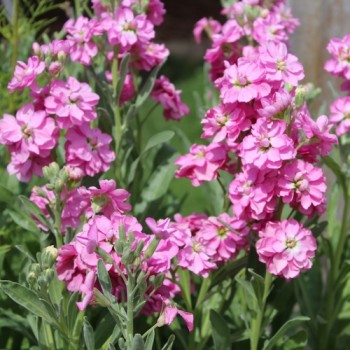 Levkoje Dwarf Deep Rose (Samen)