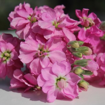 Levkoje Dwarf Deep Rose (Samen)