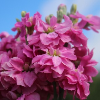 Levkoje Dwarf Deep Rose (Samen)
