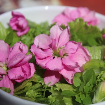 Levkoje Dwarf Deep Rose (Samen)