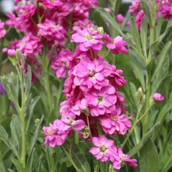 Levkoje Dwarf Deep Rose (Samen)