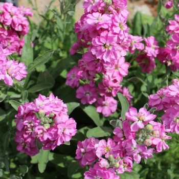 Levkoje Dwarf Deep Rose (Samen)