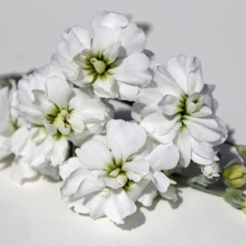 Levkoje Opal (Samen)