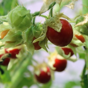 Litchitomate Little Red (Samen)