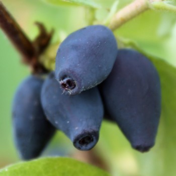 Kamtschatkabeere - Sibirische Blaubeere Wojtek (Pflanze)