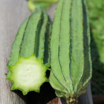 Luffa - Flügelgurke  (Samen)