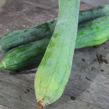 Luffagurke Extra Long (Samen)