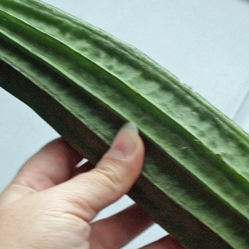 Luffa - Flügelgurke  (Samen)