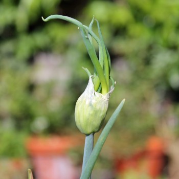 Luftzwiebel - Ägyptische Zwiebel (Pflanze)