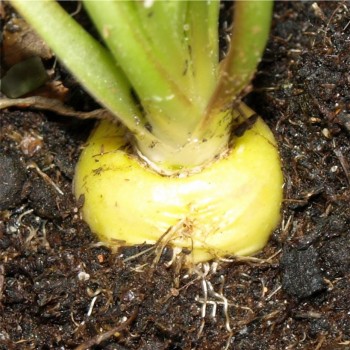 Maca Yellow (Samen)