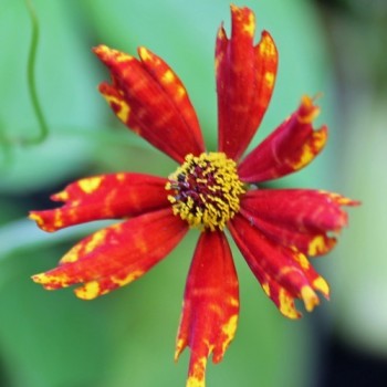 Mädchenauge Radiata (Samen)