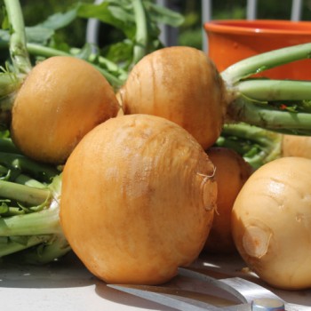 Mairübchen Jaune Boule d'Or (Samen)