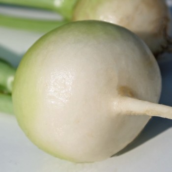 Mairübchen Norfolk Green (Samen)