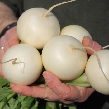 Mairübchen Snowball (Samen)