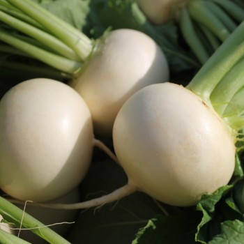 Mairübchen Snowball (Samen)