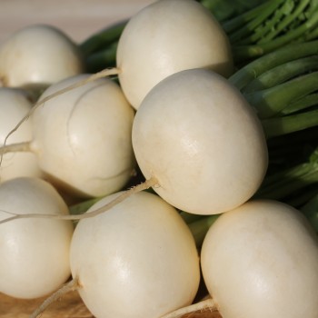 Mairübchen Snowball (Samen)