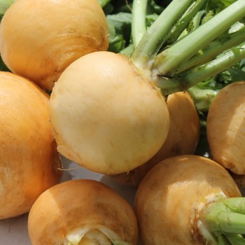 Mairübchen Jaune Boule d'Or (Samen)