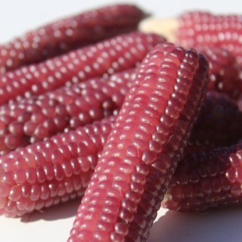 Popmais Baby Fingers Pink (Samen)