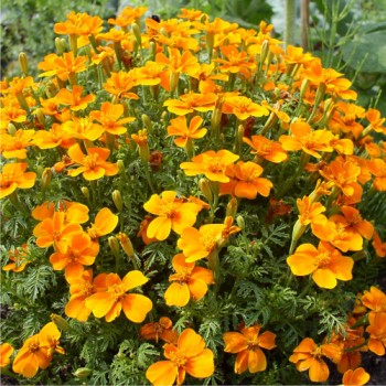 Mandarinengewürztagetes (Samen)