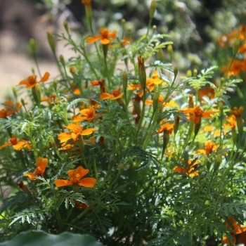 Orangengewürztagetes (Samen)