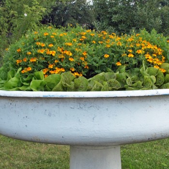Mandarinengewürztagetes (Samen)