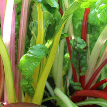 Mangold 5-Color-Silverbeet (Samen)