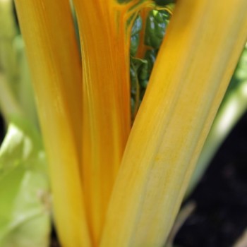 Mangold Bright Yellow (Samen)