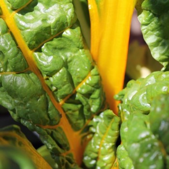 Mangold Bright Yellow (Samen)